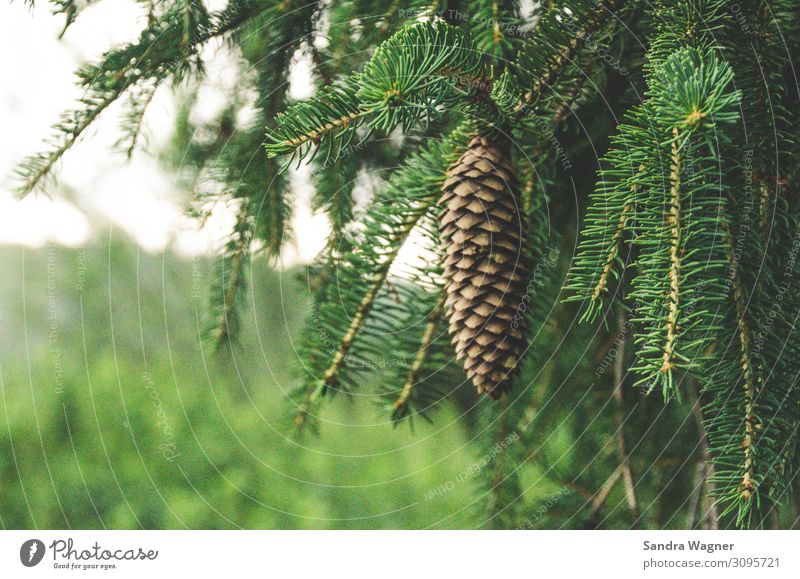 spruce cone Environment Nature Plant Summer Rain Tree Foliage plant Wild plant Forest Dream Growth Green Power Beautiful Hope Sadness Transience Spruce Cone