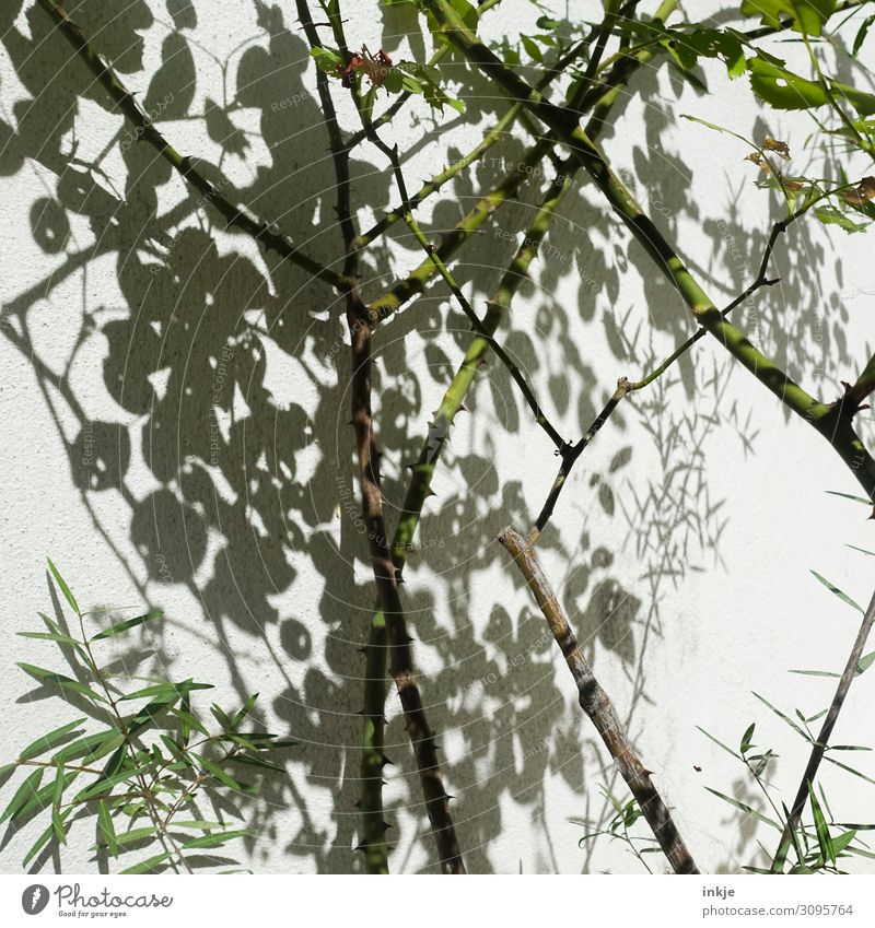 shady plant Beautiful weather Plant Twigs and branches Thin Thorny Dry Drop shadow Shadow play Bushes Colour photo Exterior shot Deserted Day Light Contrast