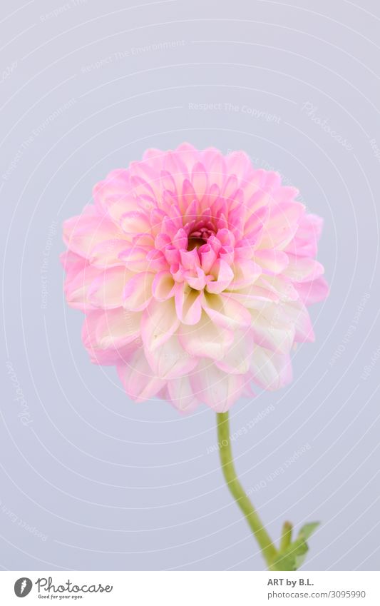 In all its glory Nature Plant Blossom Dahlia Fragrance Happy Violet Pink White Colour photo Subdued colour Exterior shot Interior shot Close-up Detail