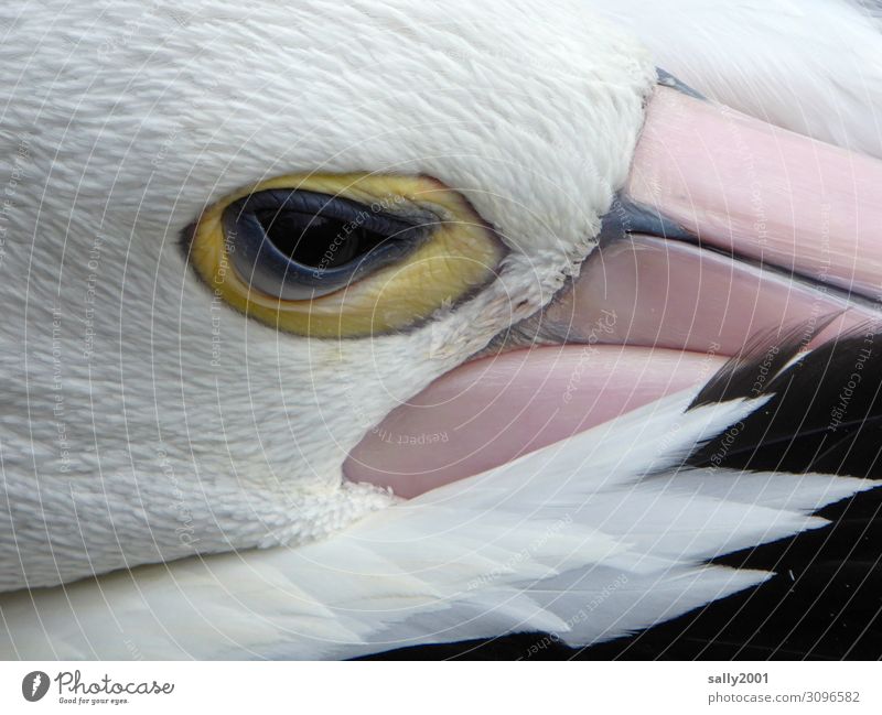 to risk an eye... Animal Wild animal Bird Animal face Pelican Spectacled Pelican Eyes Beak Feather 1 Observe Lie Looking Sleep Esthetic Exotic Curiosity