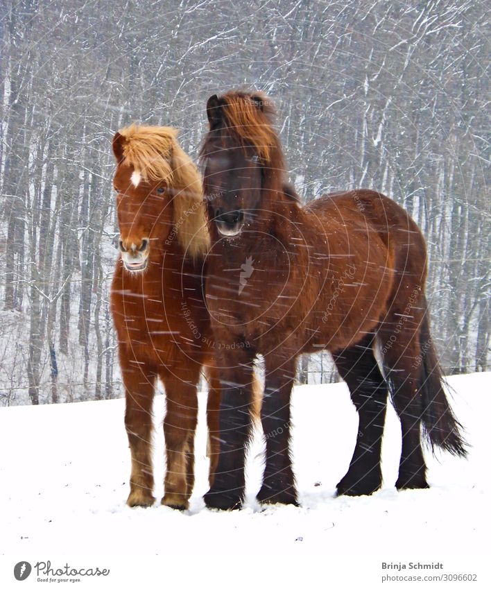 Two Icelandic horses brave the blizzard closely together Ride Winter Snow Storm Gale Frost Snowfall Forest Pet Horse 2 Animal Touch Freeze Looking Stand