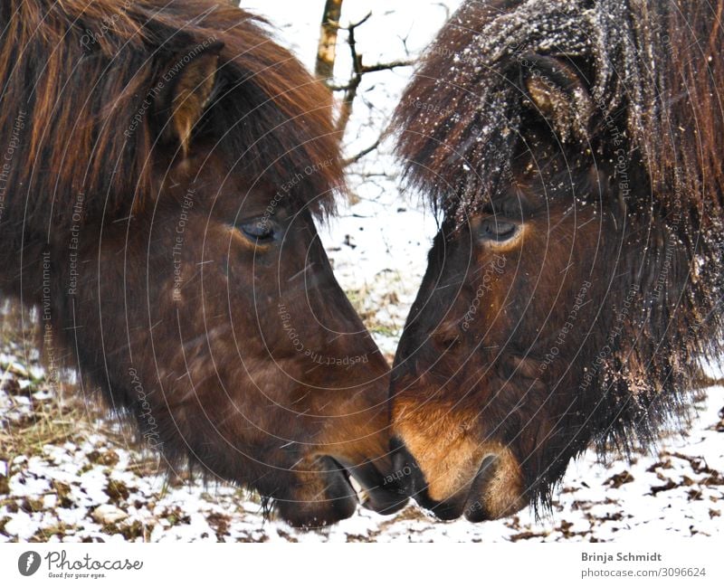 Two brown Icelandic horse nudges their noses in the snow Ride Winter Wind Frost Snow Pet Horse 2 Animal Touch Playing Exceptional Friendliness Happiness Healthy