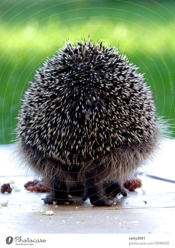 hedgehog's perspective... Animal Wild animal Paw Hedgehog Spine 1 To feed Cute Back Hind quarters spiny animal Garden Pelt Rear view Round Colour photo