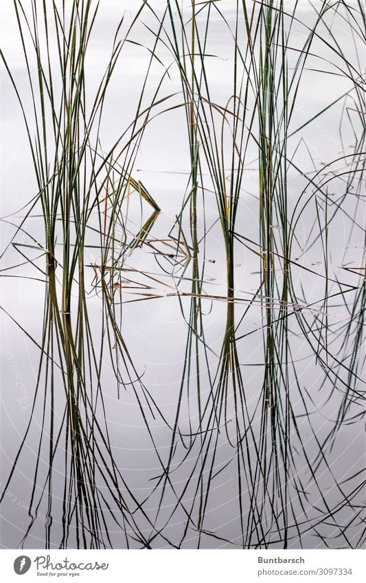 chi Environment Nature Plant Elements Water Grass Leaf Common Reed Lake Mirror Characters Line Esthetic Contentment Symmetry Subdued colour Exterior shot