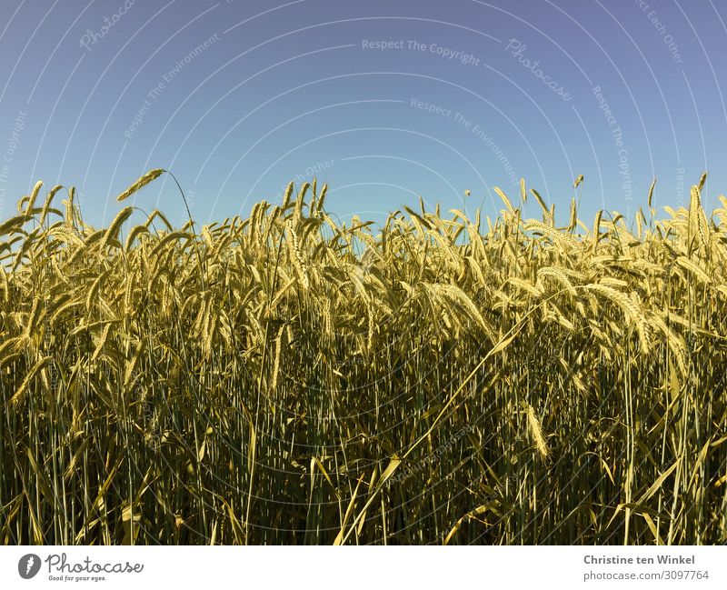 Cornfield with blue sky Grain field Nutrition Agriculture Environment Nature Sky Cloudless sky Summer Beautiful weather Plant Agricultural crop Near naturally
