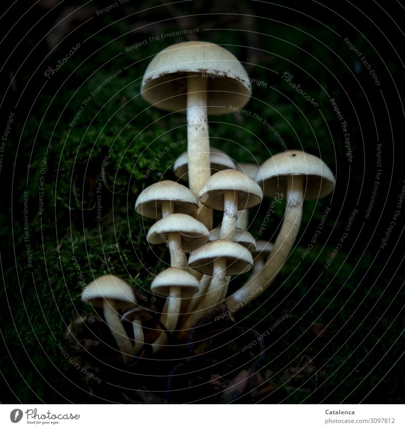 Mushrooms and moss on dark background Nature Plant Autumn Moss Forest Growth pretty naturally Slimy Gray Green Black White Moody Attentive Unwavering Poison