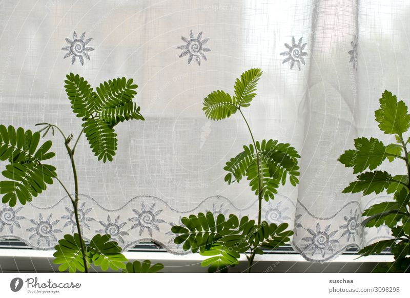 mimosa on the window Window Drape Curtain Plant wax Flower Mimosa Mimosa plant leaves Green Living or residing Deserted Flat (apartment) Pot plant Light