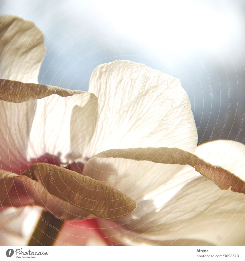 just a whiff Beautiful weather Flower Exotic Poppy blossom Blossom leave Blossoming Bright Pink White Light blue Delicate Fragile Thin Colour photo