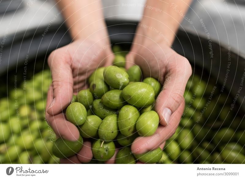 olives Fruit Work and employment Human being Woman Adults Man Hand Green Tradition show Olive Inspection Fermentation curation choice Selective Selection food
