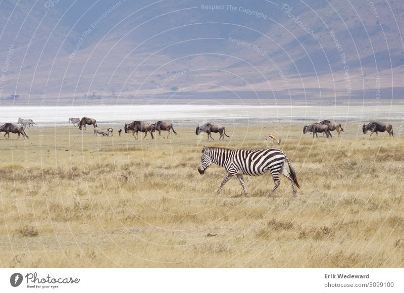 Herds on the move Tansania Landscape Steppe Volcanic crater Animal Zebra Gnu Warthog Antelope Rutting season Movement To feed Feeding Hunting Vacation & Travel