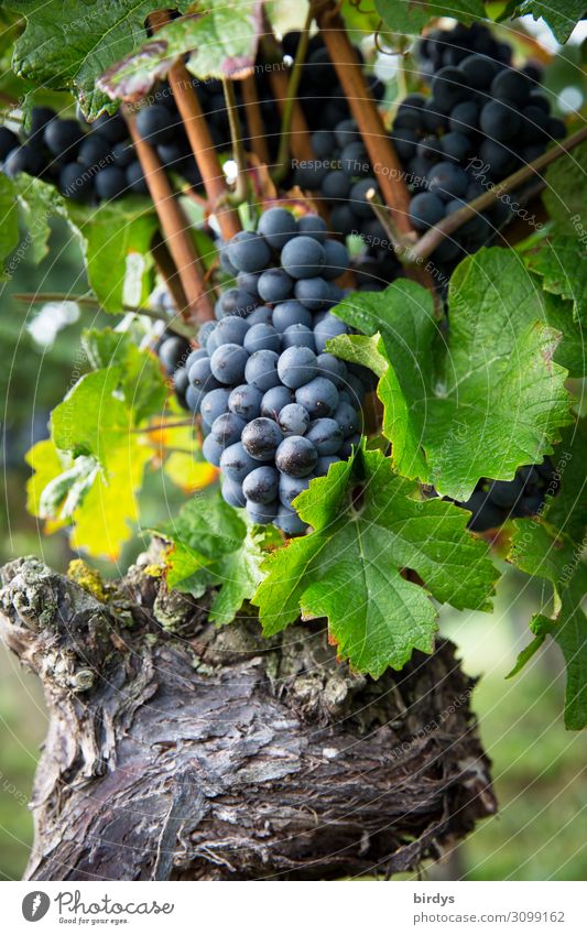ripe grapes Fruit Agriculture Forestry Plant Agricultural crop Vine Bunch of grapes Wine growing Vine leaf Growth Esthetic Authentic Fresh Healthy Positive