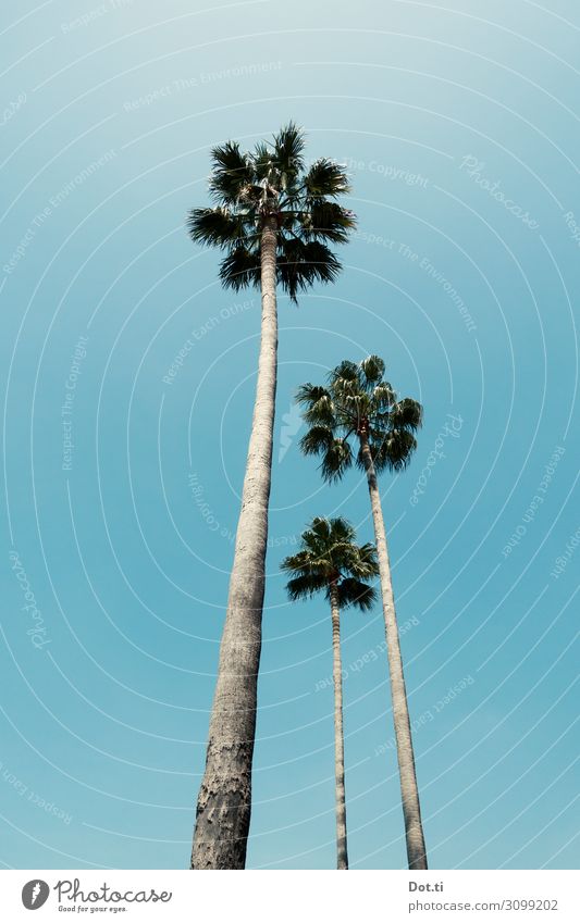 yashi Nature Plant Sky Cloudless sky Exotic Palm tree Tall Long Blue Growth 3 tower Coconut palm Colour photo Exterior shot Deserted Copy Space left