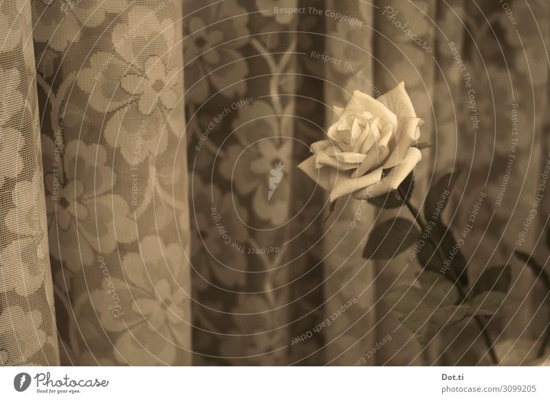 a rose Living or residing Flower Rose Retro Curtain Floral Old fashioned Window board Blossom Colour photo Subdued colour Pattern Deserted Copy Space left Day