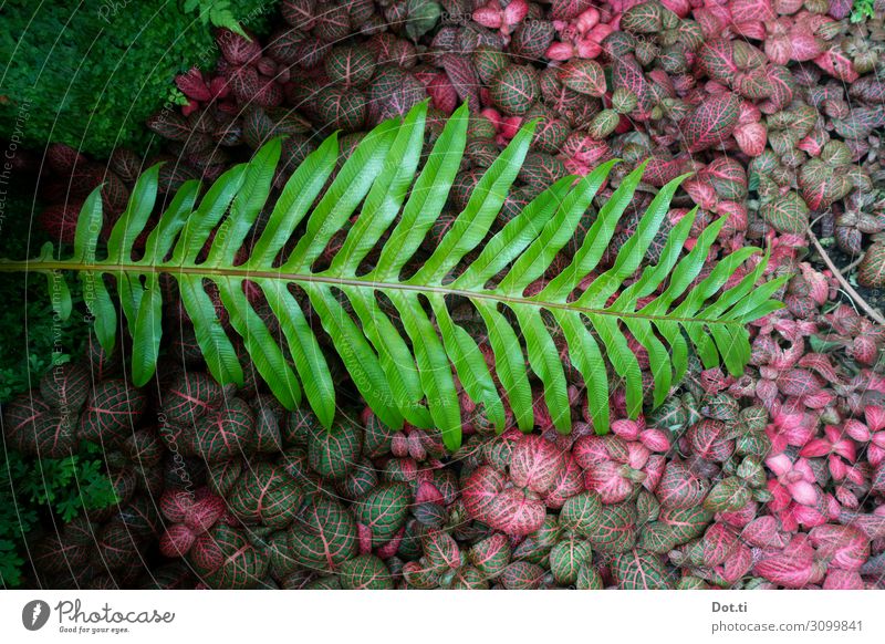 spotted fern Plant Fern Foliage plant Green Pink Colour Nature Ground cover plant Fern leaf Closed Undergrowth Colour photo Deserted Copy Space left