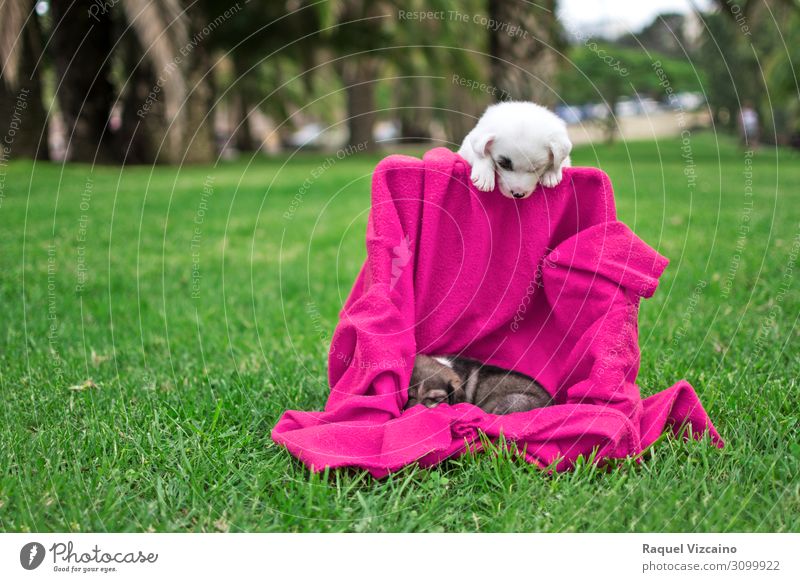dog puppies playing in the park grass Spring Summer Beautiful weather Grass Park Animal Pet Dog 2 Playing Funny Green Pink White puppy "canine," blanket asleep