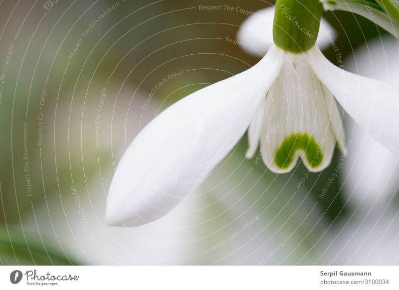 snowdrops Environment Nature Plant Beautiful weather Blossoming Green White Flowering plant Colour photo Exterior shot Macro (Extreme close-up) Detail