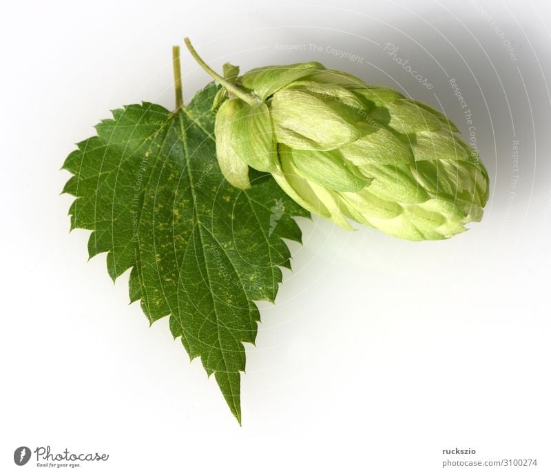 Hops, Humulus lupulus Plant Wild plant Green White Creeper Medicinal plant weed infestation field flora wild flora medicinal garden plant