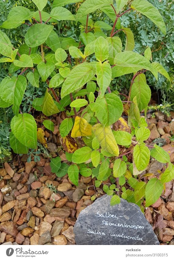 Sage, peony buds, salvia involucrata Herbs and spices Green paeonia buds Medicinal plant kitchen spice aromatic herb herbaceous plant Tea plants aromatic plant