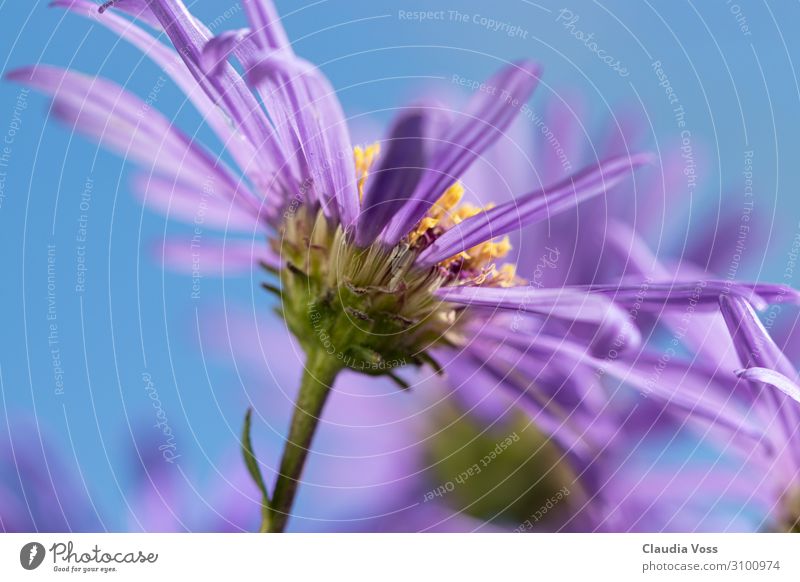 Asternblüte, autumn is coming Nature Plant Summer Autumn Flower Blossom Blossoming Fragrance Dream Faded Growth Exceptional Natural Blue Violet Spring fever