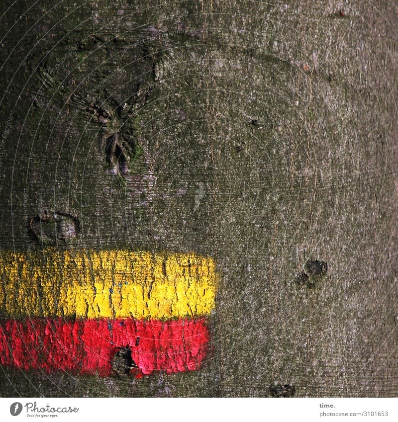 Tree & Message bark Tree trunk mark Red Yellow Hiking Orientation Clue Beech tree in the wood antagonism Thread communication vegetation Ethnic Puzzle colors