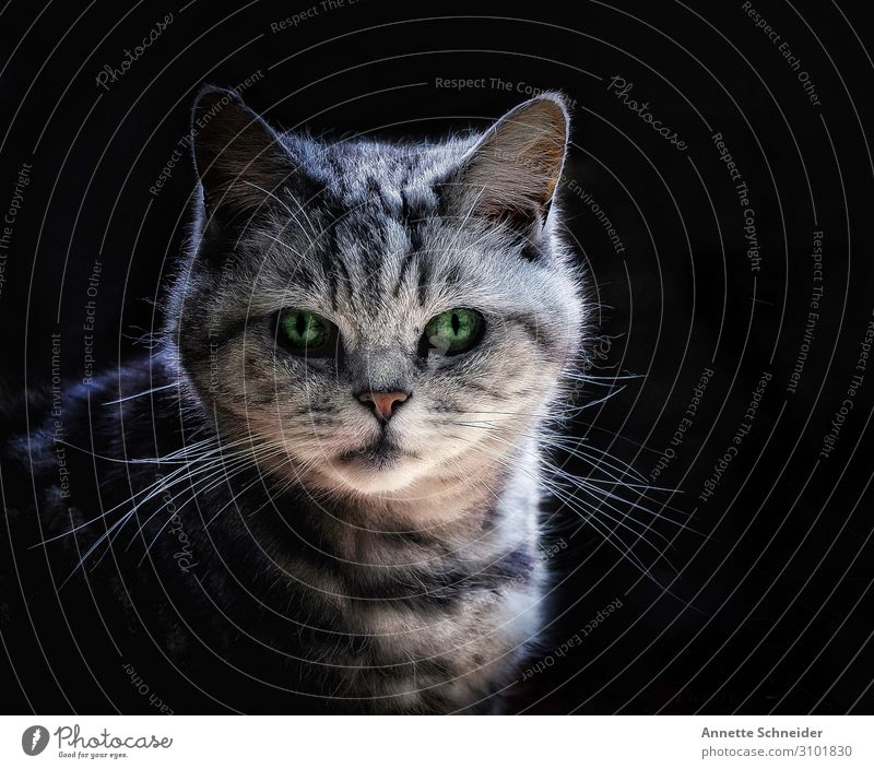 grinning cat Animal Pet Cat 1 Gray Black White Subdued colour Isolated Image Neutral Background Animal portrait Looking into the camera