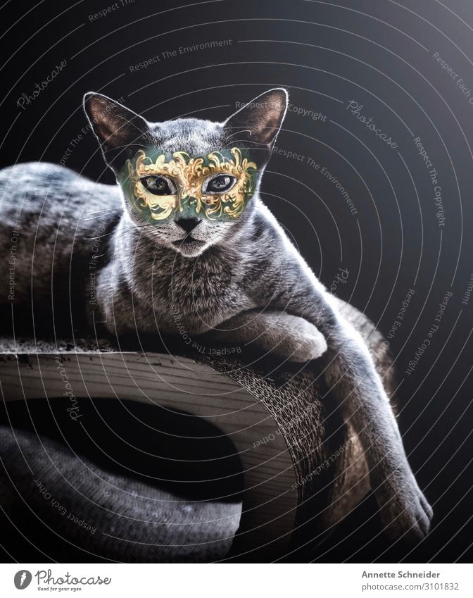 masquerade Pet Cat 1 Animal Carneval masque Gold Green Silver Colour photo Interior shot Isolated Image Neutral Background Looking into the camera