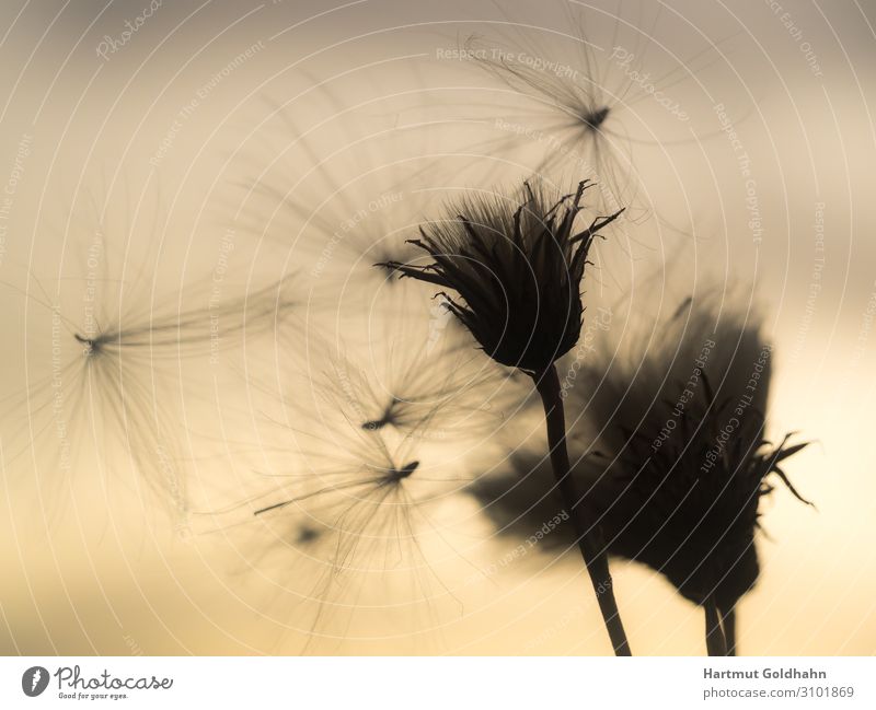 Flying seed of a thistle in backlight. Summer Nature Plant Sky Sunrise Sunset Sunlight Wind Flower Blossom Wild plant Thistle Meadow Natural Moody Idyll Seasons