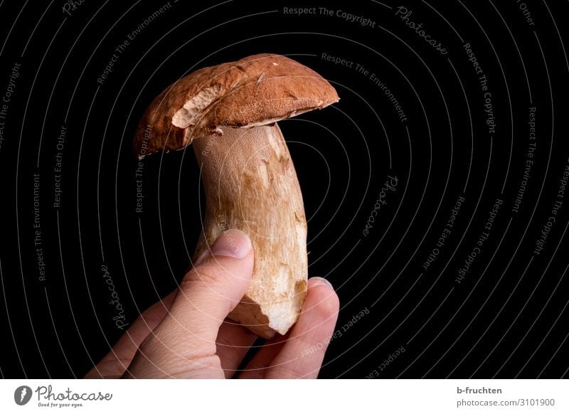 stone mushroom Food Nutrition Vegetarian diet Fingers Select To hold on Fresh Wild Boletus Mushroom edible mushroom Individual Colour photo Interior shot