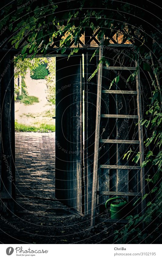 The door of the garden Contentment Relaxation Calm Leisure and hobbies Garden Gardening Summer Living or residing Nature Plant Ivy Foliage plant Hut Door Ladder