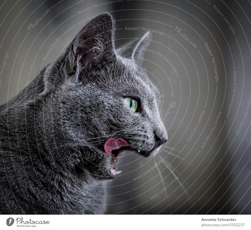 daintily Animal Pet Cat 1 Gray Break Colour photo Subdued colour Neutral Background