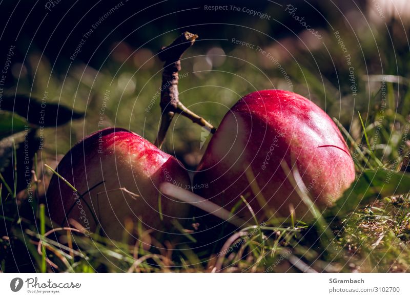 Two apples lying on a split branch in the meadow Food Fruit Apple Nutrition Picnic Organic produce Vegetarian diet Fasting Healthy Eating Well-being Contentment