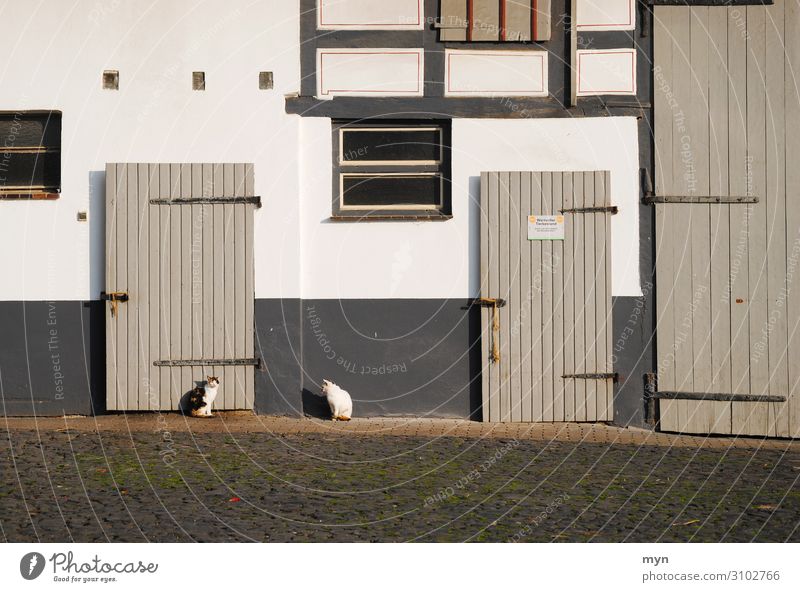 Cats in front of an old half-timbered farm cats door Barn Farm Abstract Window Facade House (Residential Structure) Deserted Colour photo Wall (building)