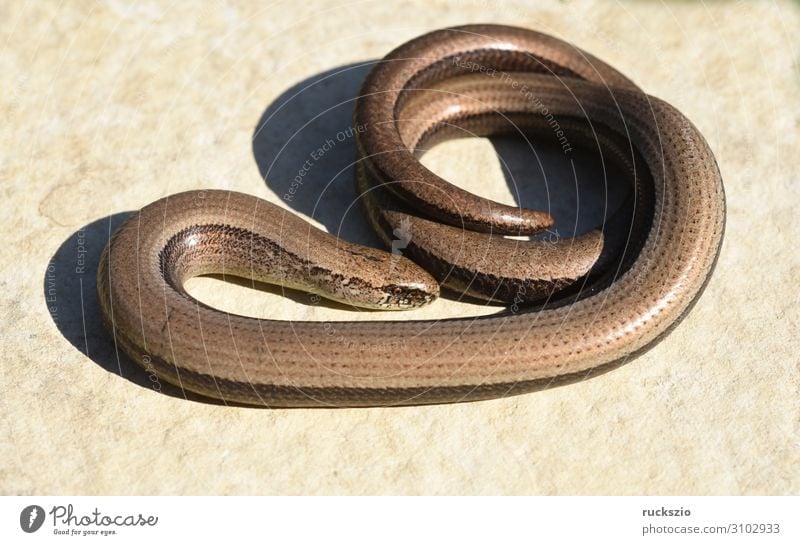 Squamat, slow-worm Animal Wild animal Lie Slow worm Saurians creep Reptiles Lacertidae scaly creepers squamate Lizard scaly crawler Colour photo Exterior shot