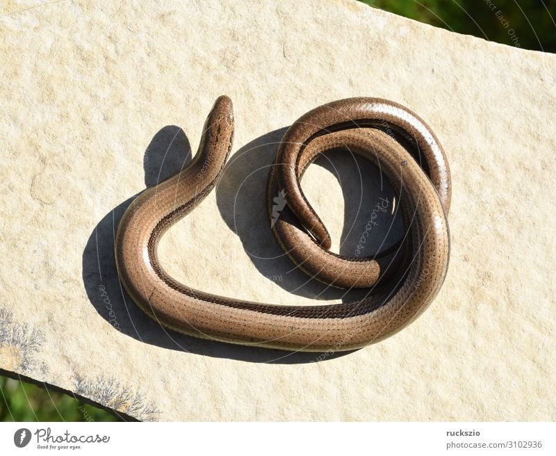 Squamat, slow-worm Animal 1 Authentic Slow worm Saurians creep Reptiles Lacertidae scaly creepers squamate Lizard scaly crawler Colour photo Exterior shot