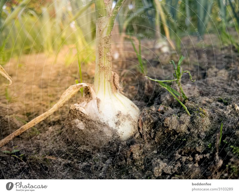 Frog sees onion Nature Plant Earth Summer Garden Eating Movement To enjoy Naked Onion Colour photo Exterior shot Deserted Day Light (Natural Phenomenon)