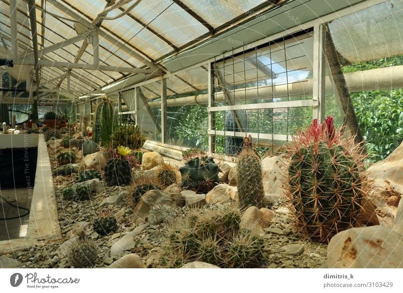 cactus plants in greenhouse interior Plant Flower Cactus Growth Greenhouse Difference Living thing cacti Cultivation many window Succulent plants thorns spikes