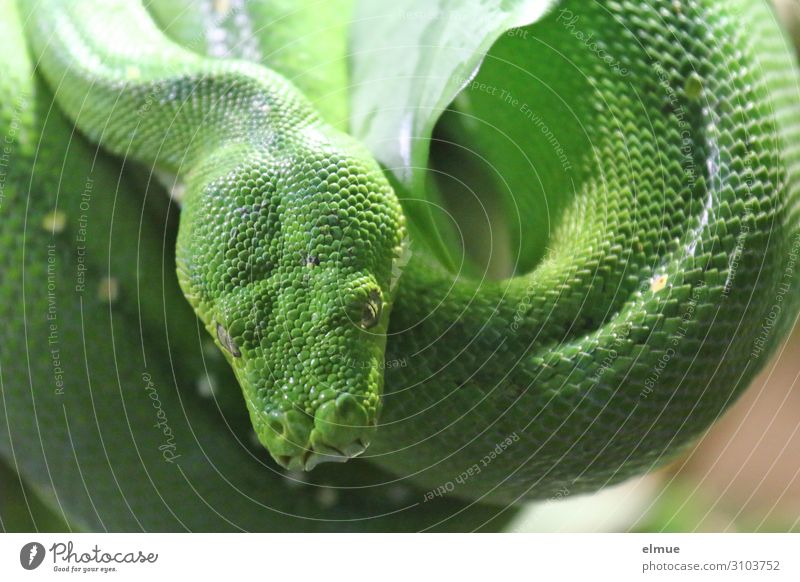 Green tree python Snake Green Tree Python diamond python constrictor ambush hunter Scales Hang Wait Threat Creepy Long Astute Near Patient Calm Fear Respect