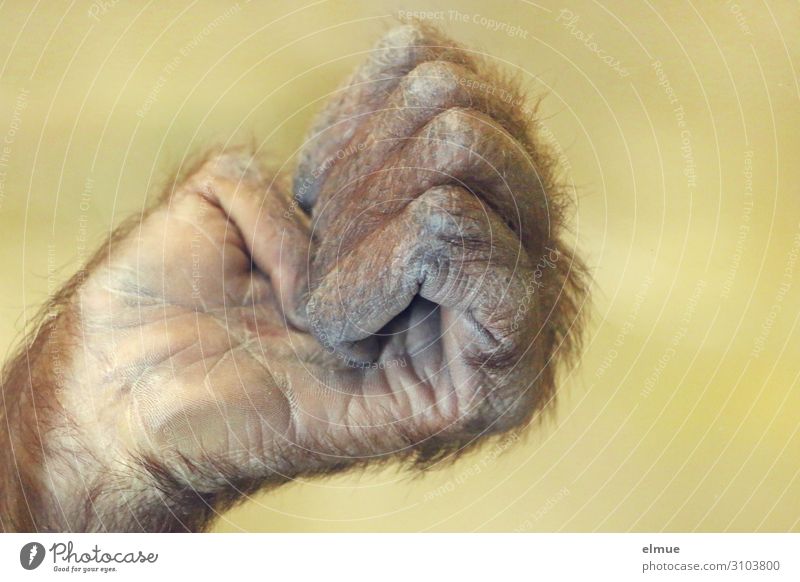 orang-utan emoji Monkeys Apes Hand Fingers Thumb Pelt Orang-utan Fist Communicate Threat Uniqueness Natural Strong Emotions Contentment Power Willpower Brave