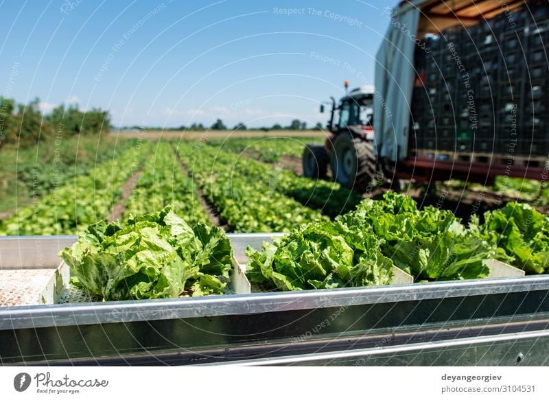 Tractor with production line for harvest lettuce automatically. Vegetable Nutrition Vegetarian diet Diet Garden Machinery Environment Nature Plant Leaf Pack