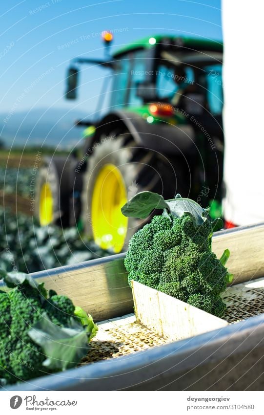 Harvest broccoli in farm with tractor and conveyor. Vegetable Industry Business Technology Landscape Plant Tractor Packaging Line Green Broccoli automated