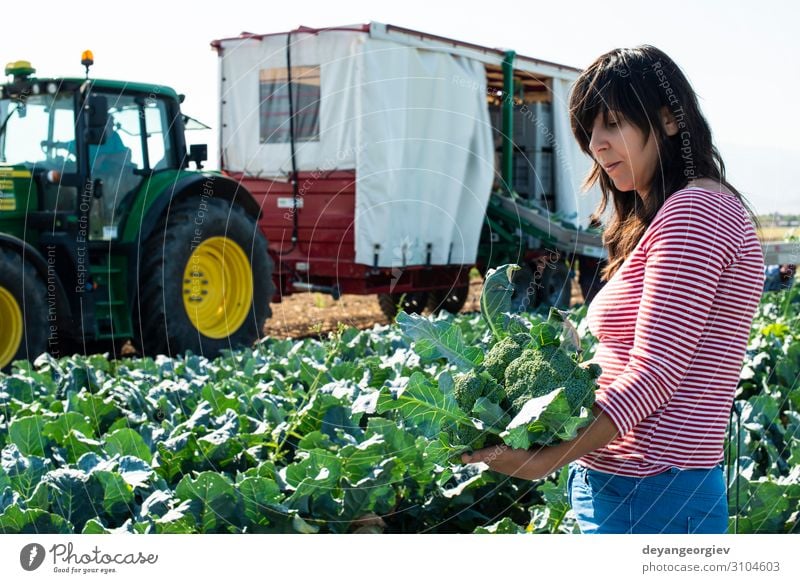 Worker shows broccoli on plantation. Vegetable Industry Business Technology Landscape Plant Tractor Packaging Line Green Broccoli Farmer agriculture