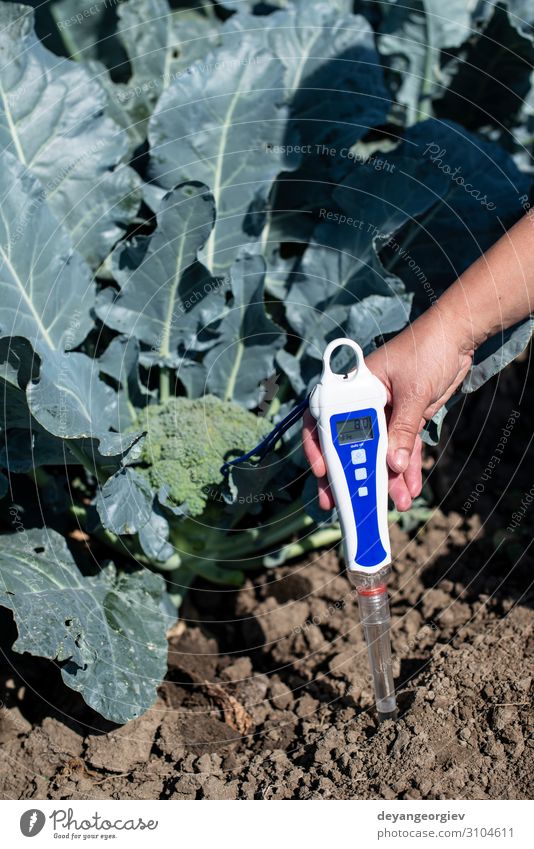 Agronom measure soil in broccoli plantation. Garden Laboratory Examinations and Tests Technology Environment Plant Earth Protection Testing & Control ph metric