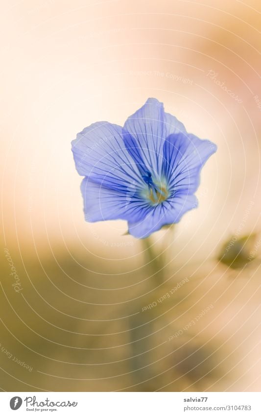 linseed blossom Environment Nature Plant Summer Flower Blossom Agricultural crop Flax plants Garden Field Blossoming Fragrance Esthetic Beautiful Soft Blue
