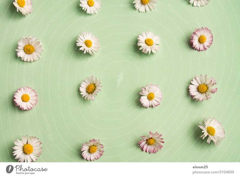 Daisies pattern Beautiful Summer Decoration Nature Plant Flower Fresh Natural Yellow Green White background Beauty Photography composition Conceptual design