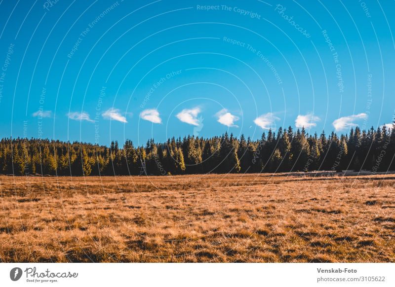 cloud dots Environment Nature Landscape Sky Clouds Autumn Beautiful weather Tree Grass Hiking Infinity Bright Natural Cold Tourism Colour photo Subdued colour