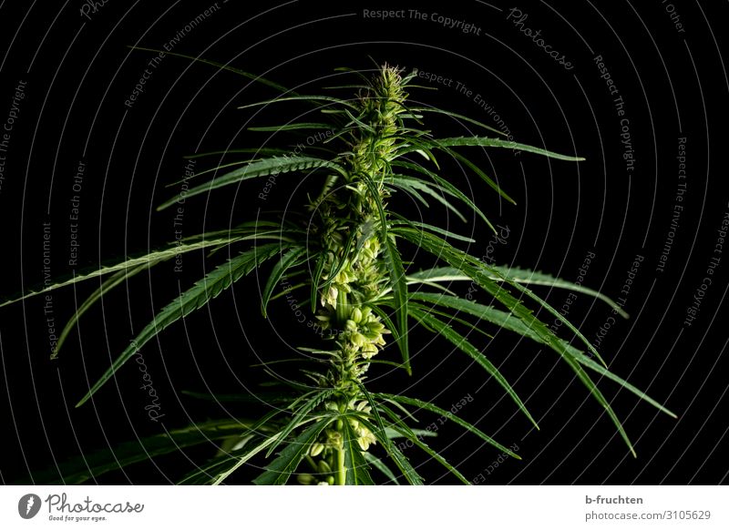 Cannabis plant Alternative medicine Intoxicant Plant Hemp Agricultural crop Select To talk Green Black Agriculture Colour photo Interior shot Studio shot