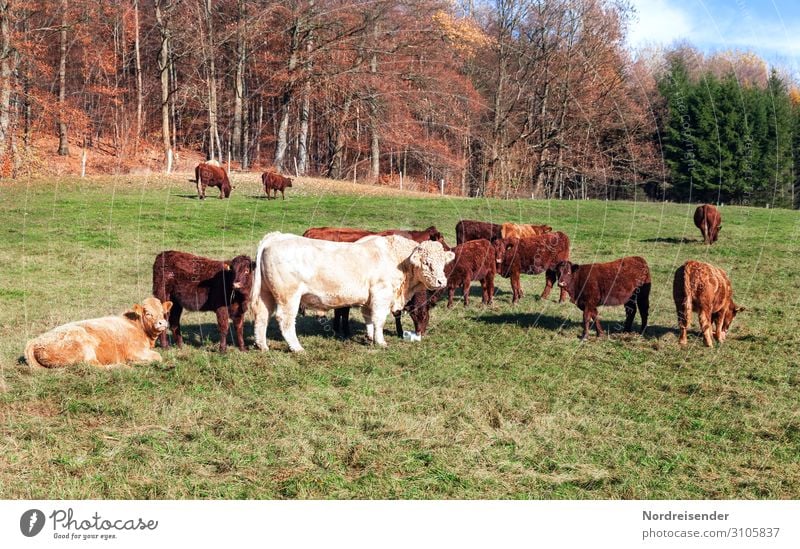 Cattle on the pasture in autumn Trip Profession Agriculture Forestry Nature Landscape Autumn Beautiful weather Tree Grass Meadow Animal Farm animal Cow