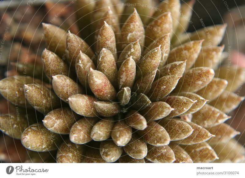 Thick leaf plant Cactus Detail Close-up Macro (Extreme close-up) Dry Plant Succulent plants Crassula green