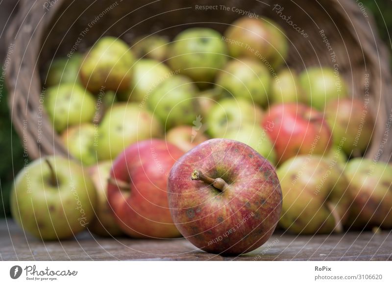 Harvesting apples. Food Apple Nutrition Lifestyle Style Healthy Health care Healthy Eating Fitness Wellness Harmonious Leisure and hobbies Work and employment