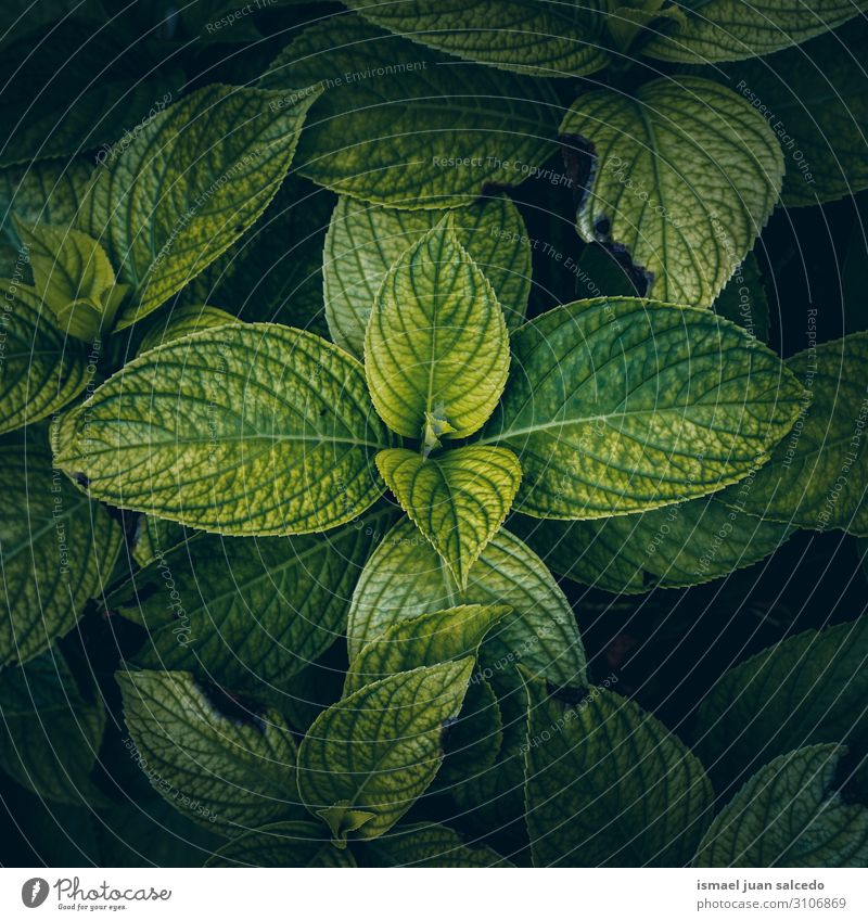 green plant leaves textured backgroun in the garden Plant Leaf Green Garden Floral Nature Natural Decoration Abstract Consistency Fresh Exterior shot